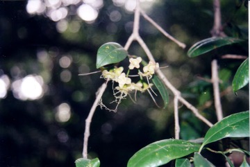 Macadamia nut, Smooth-shelled Macadamia