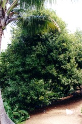 Macadamia nut, Smooth-shelled Macadamia