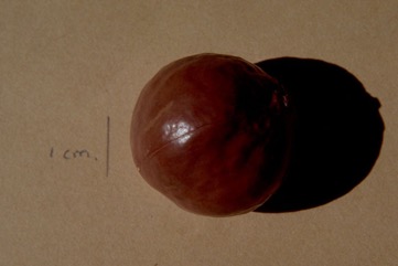 Macadamia nut, Queensland nut