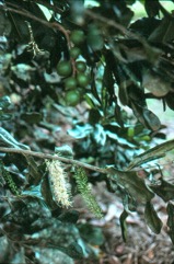Macadamia nut, Queensland nut