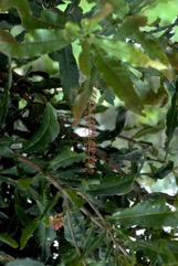 Macadamia nut, Queensland nut