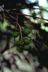 Macadamia nut, Queensland nut