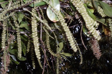 Macadamia, Rough Shelled Bush Nut