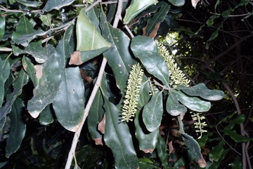 Macadamia, Rough Shelled Bush Nut
