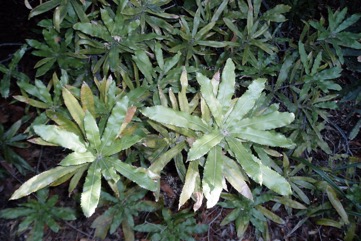 Macadamia, Rough Shelled Bush Nut