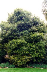 Macadamia, Rough Shelled Bush Nut