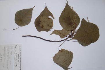 Blush Macaranga, Heart Leaf