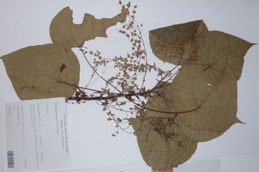Blush Macaranga, Heart Leaf