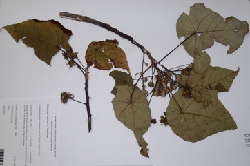 Blush Macaranga, Heart Leaf