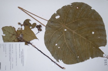 Blush Macaranga, Heart Leaf