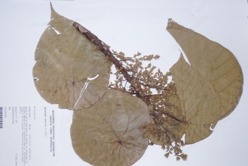 Blush Macaranga, Heart Leaf