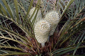 Burrawang