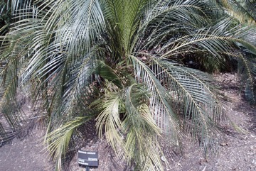 Burrawang