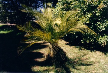 Pineapple Palm, Springsure Zamia