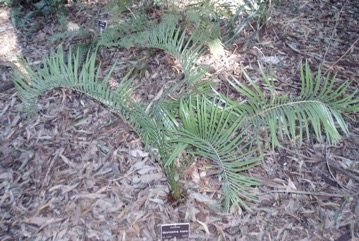 Pineapple Palm, Springsure Zamia