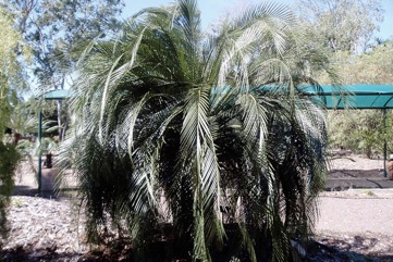 Pineapple Palm, Springsure Zamia
