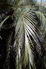 Pineapple Palm, Springsure Zamia
