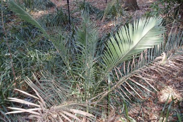 Zamia, Zamia palm, Jeeriji