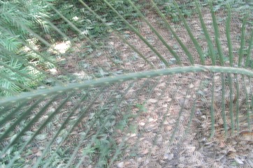 Zamia, Zamia palm, Jeeriji