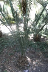 Zamia, Zamia palm, Jeeriji