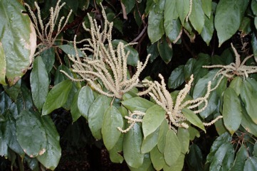Red Kamala, Indian kamala