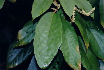 Red Kamala, Indian kamala