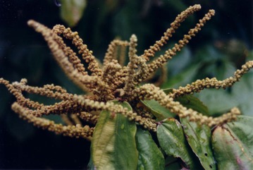 Red Kamala, Indian kamala