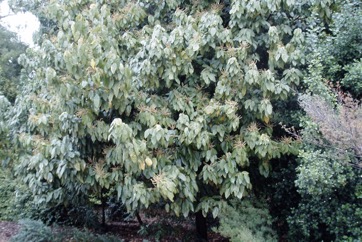 Red Kamala, Indian kamala