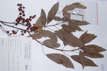 Red Kamala, Indian kamala