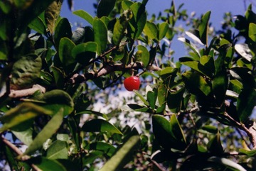 Barbados cherry, Acerola