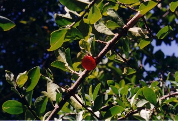 Barbados cherry, Acerola