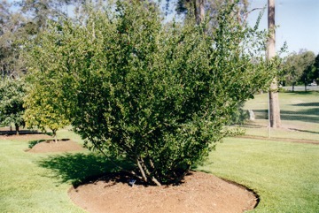 Barbados cherry, Acerola