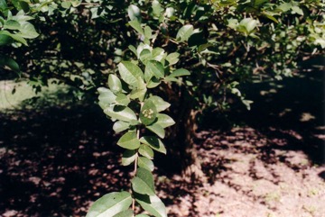 Barbados cherry, Acerola
