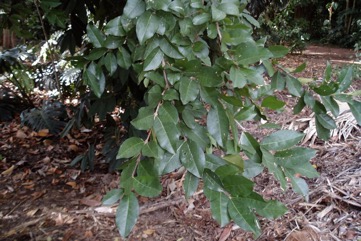 Barbados cherry, Acerola