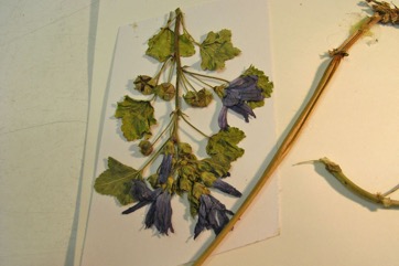 Blue mallow, Cheeses