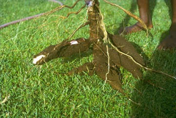 Cassava, Manioc, Tapioca