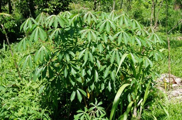 Cassava, Manioc, Tapioca