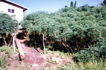 Cassava, Manioc, Tapioca