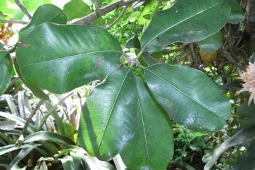 Ceylon ironwood tree
