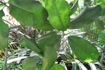 Ceylon ironwood tree