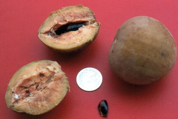 Sapodilla, Sapote
