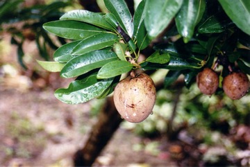 Sapodilla, Sapote