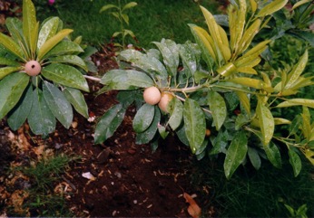 Sapodilla, Sapote