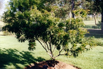 Sapodilla, Sapote