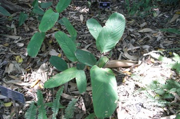 West Indian Arrowroot