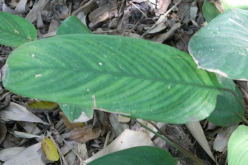 West Indian Arrowroot