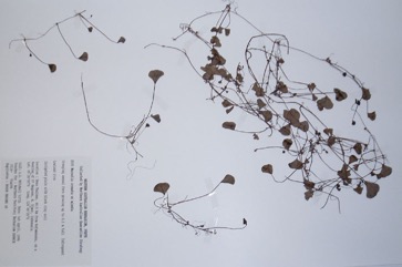 Notched Nardoo, Water clover