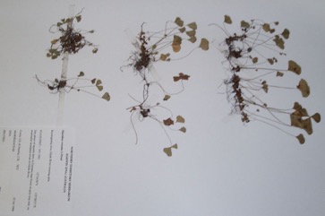 Notched Nardoo, Water clover
