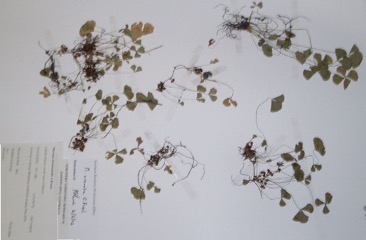 Notched Nardoo, Water clover