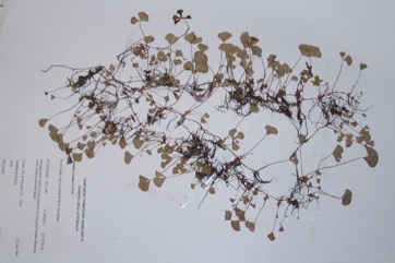 Notched Nardoo, Water clover